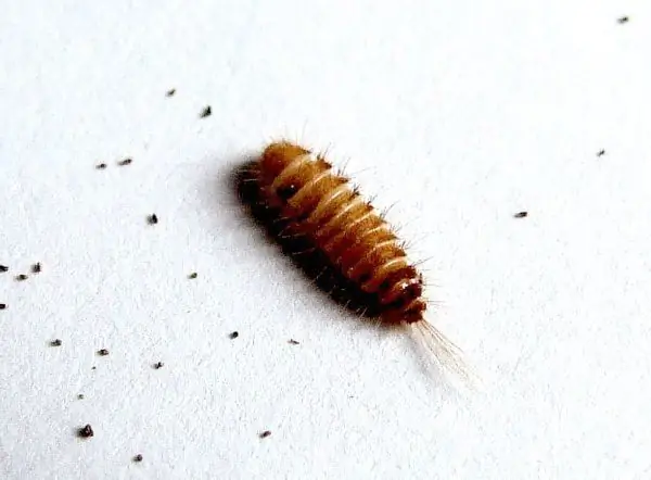 Larva del escarabajo Kozheeda