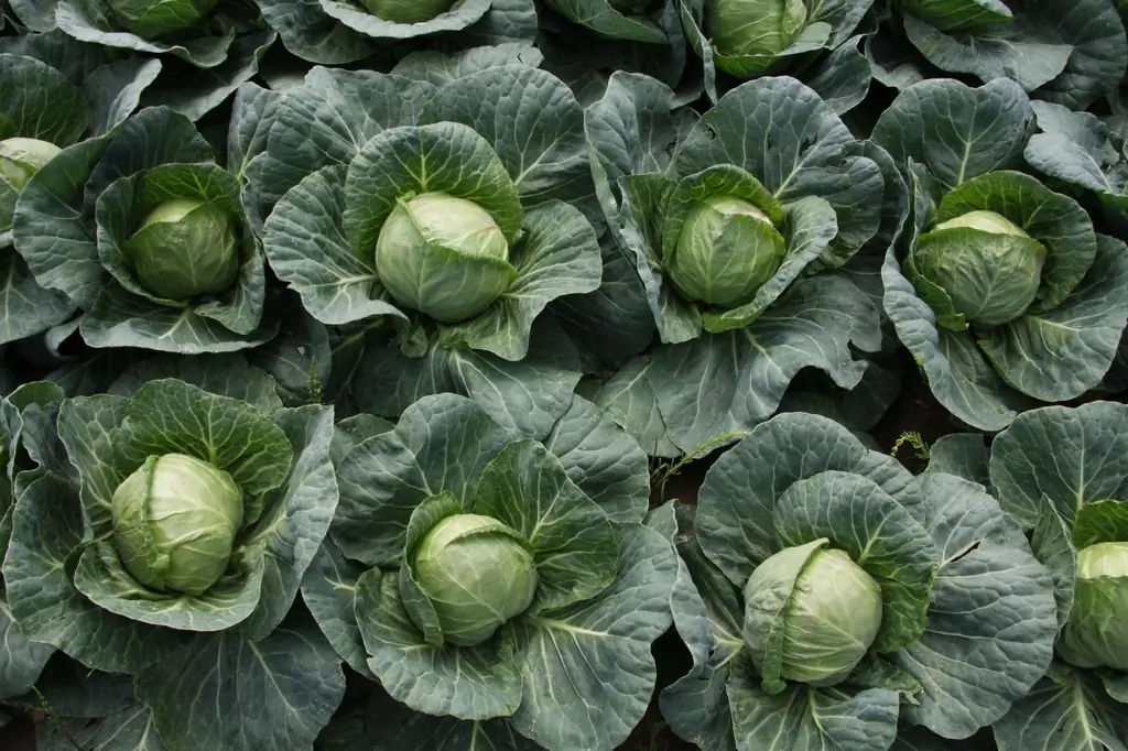 Diseases Of Cabbage And Methods Of Dealing With Them