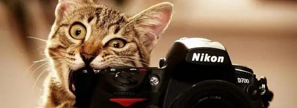 cat with camera