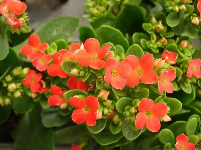 Kalanchoe Niyə çiçək Açmır Və Bunun üçün Nə Etmək Lazımdır