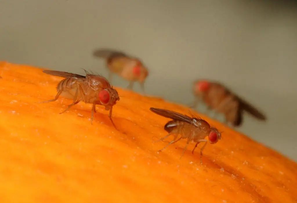 Come Sbarazzarsi Di Piccoli Moscerini In Un Appartamento O In Una Casa, In Cucina, Metodi Per Trattare I Moscerini Della Frutta Con Vari Mezzi + Foto E Video