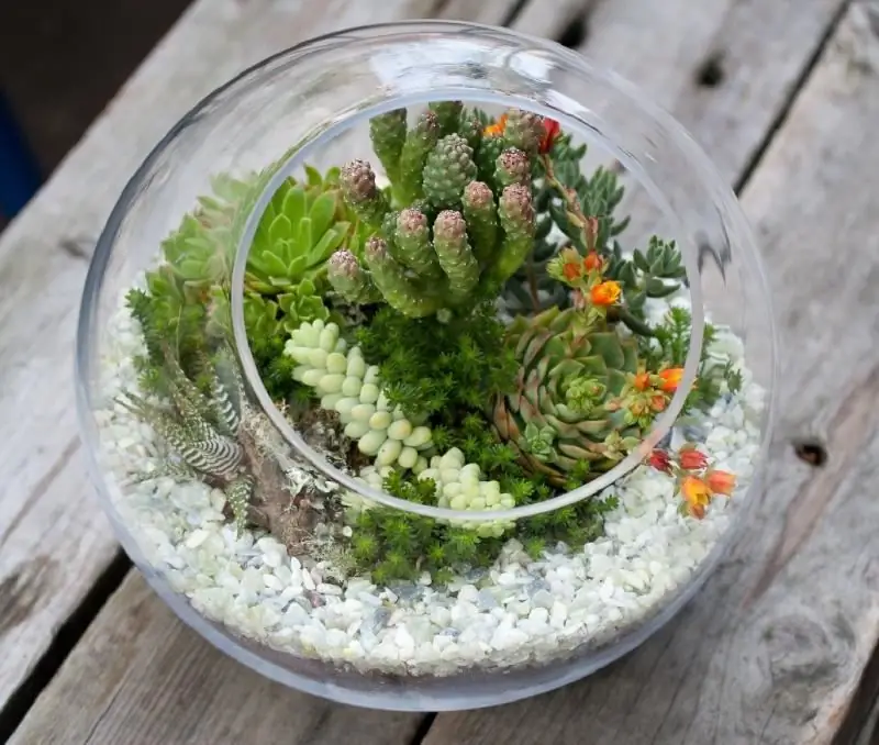 Come Realizzare Un Florarium Per Piante Grasse E Altre Piante Con Le Tue Mani: Istruzioni Dettagliate Con Master Class Di Foto E Video