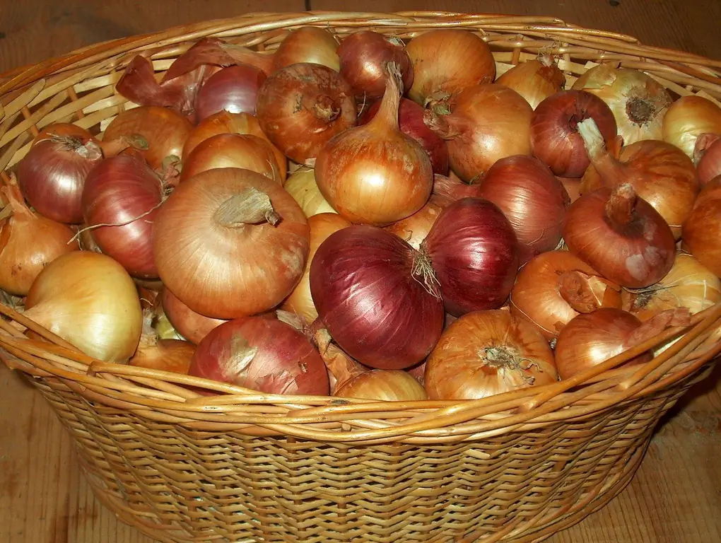 Cara Menyimpan Bawang, Termasuk Bibit, Daun Bawang, Pada Suhu Dan Kondisi Berapa Bawang Merah Baik Di Musim Dingin + Foto Dan Video