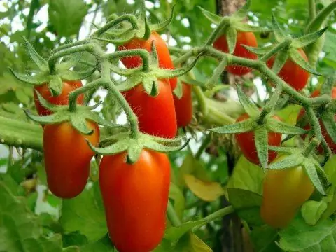 Cherry Finger Tomatoes