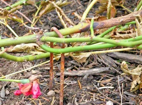 Doblegant la rosa