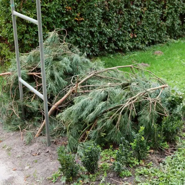 Shelter rozen met vuren takken