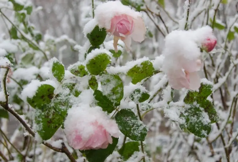 Com Es Cobreixen Les Roses Per A L’hivern Correctament, Fins I Tot Als Urals