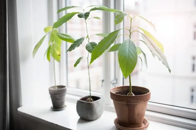 Sådan Dyrker Du En Avocado Fra Et Frø Derhjemme: Trinvise Instruktioner Med Fotos Og Videoer