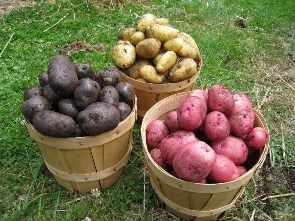 Patate di diverse varietà in secchi