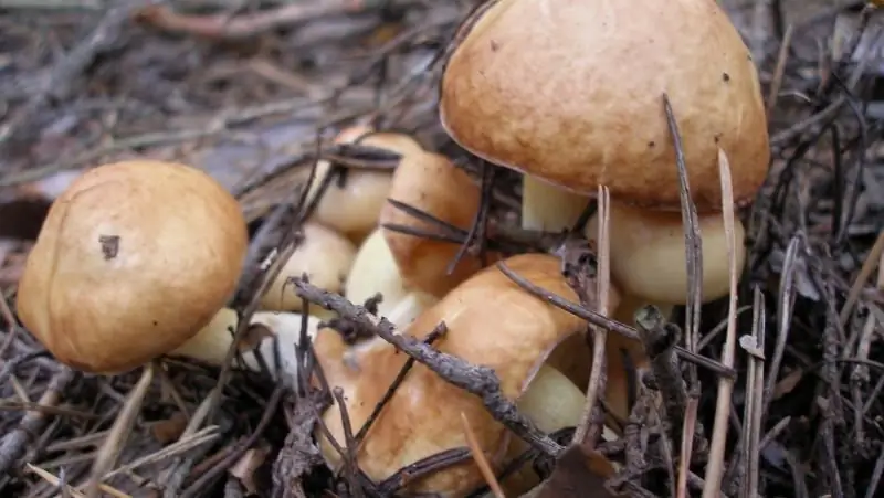 Cómo Y Cómo Lavarse Las Manos De Los Hongos Oleaginosos Y Otros, Incluso Después De Limpiar