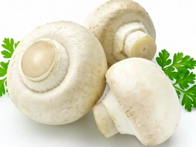 Is Het Nodig Om De Champignons Voor Het Koken Schoon Te Maken, Hoe Je Het Correct Moet Doen, Is Het Nodig Om Ze Te Wassen