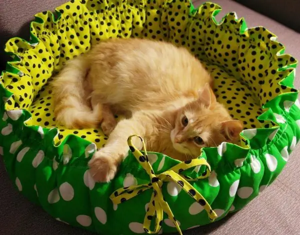 Ginger cat in a round bed