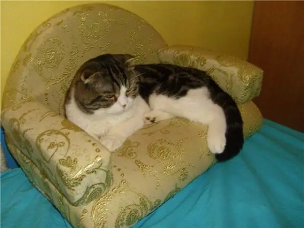 Homemade sofa made of upholstery fabric with a rounded back and rectangular armrests without a stand, on which the cat lies