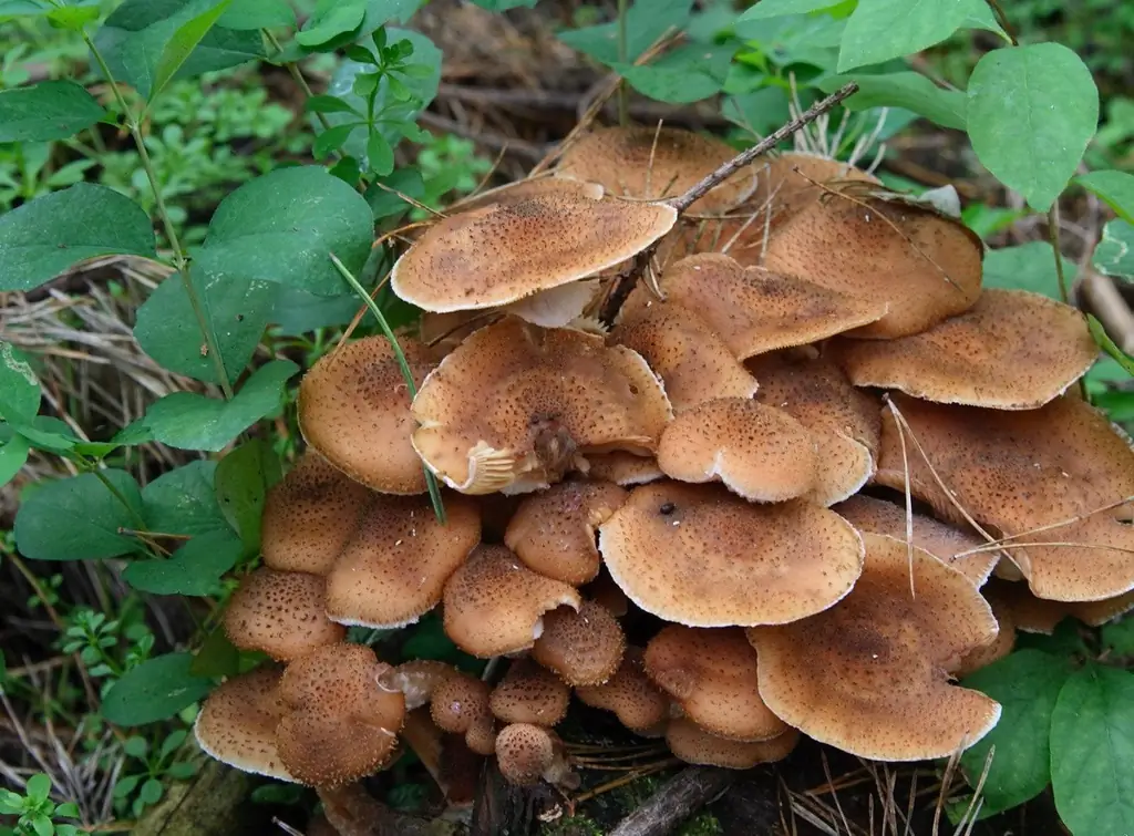 Cal Netejar Adequadament Els Bolets De Mel Després De Collir-los Al Bosc I Rentar-los A Casa. És Necessari Abans De Bullir-los I Fer-los Escabetxar