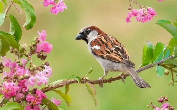 একটি ডালে পাখি