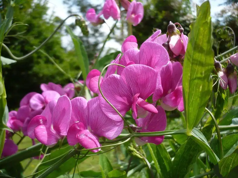 Unpretentious Annual Flowers For A Summer Residence: Names And Photos, Including Blooming All Summer