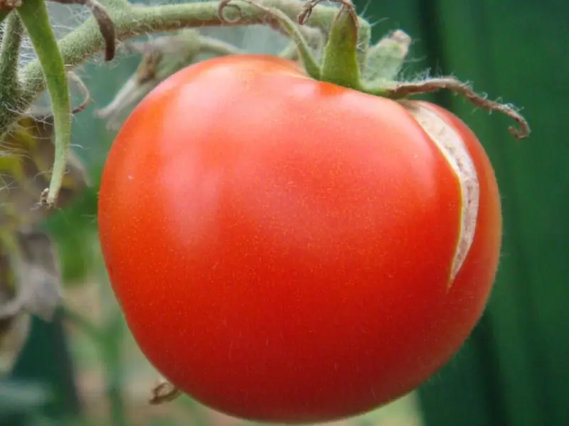 Pourquoi Les Tomates Craquent-elles Et éclatent-elles (sur Un Buisson Dans Un Champ Ouvert Et Dans Une Serre), Que Faire