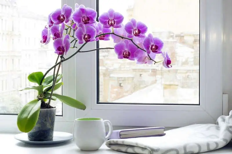 Indoor-Orchideen: Typen, Fotos Und Namen