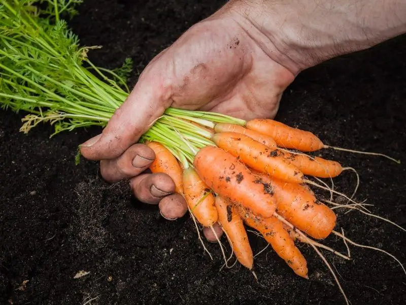 Quand Creuser Des Carottes Dans Le Centre De La Russie, Dans La Région De Moscou, En Sibérie, Dans L'Oural Et Dans D'autres Régions