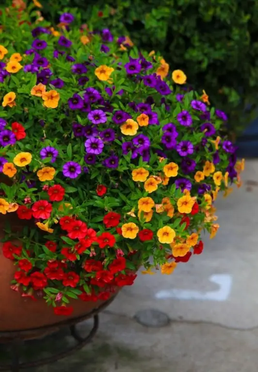 petunias