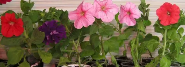 Frøplante petunia