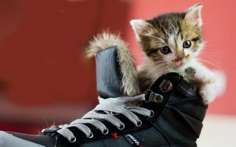 Hoe De Geur Van Kattenurine Uit Schoenen Te Verwijderen (van Laarzen, Sneakers, Ballerina's, Schoenen), Foto En Video