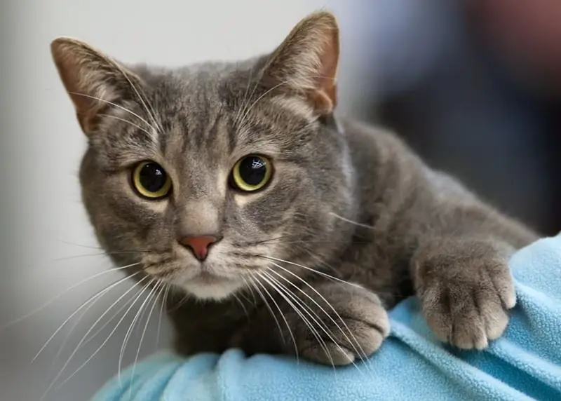 Waarom De Kat Tussen De Benen Begon Te Slapen - Tekenen En Echte Redenen