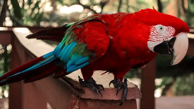 Cov Vis Dis Aus Zoo Nyob Rau Hauv Uas Macaw Parrot Seev Cev Ntswj