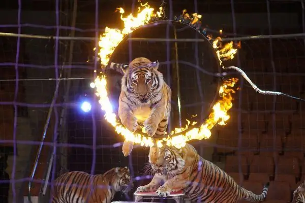 Tigre pulando sobre anel de fogo