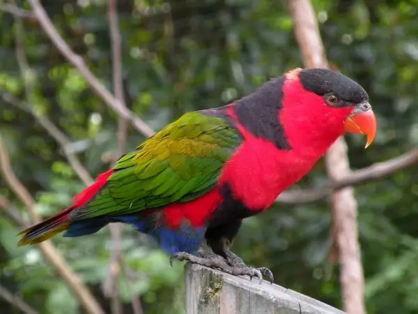 Burung nuri Lori