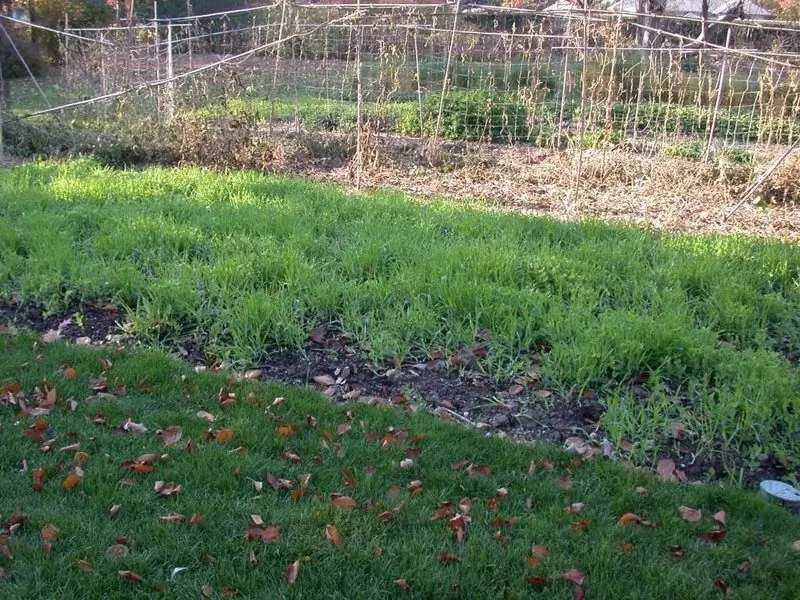 What Green Manure Is Better To Sow In The Fall: A Review With Reviews And Video