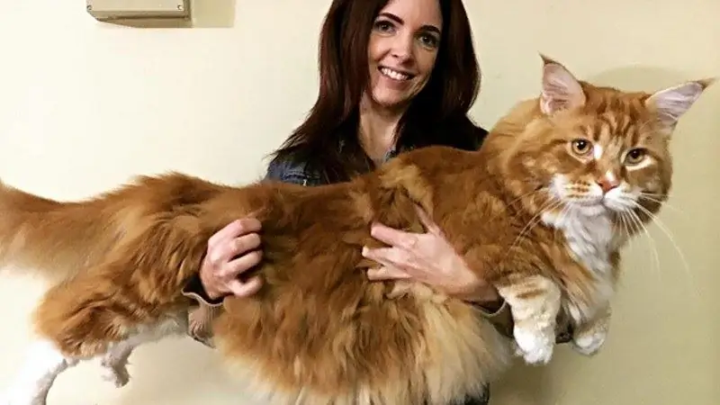 El Gat Més Llarg Del Món: Maine Coon Omar, Foto