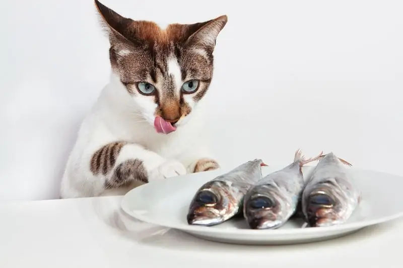 Por Que Os Gatos Castrados Não Podem Pescar, O Que Podem Comer