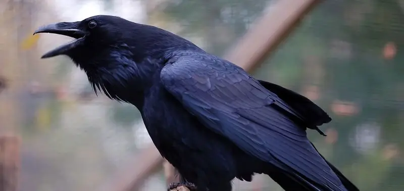 Kuzungumza Raven Vasya Anataka Kula: Video Ya Kuchekesha