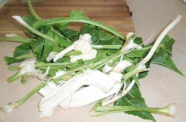 Horseradish ფოთლები და ფესვები