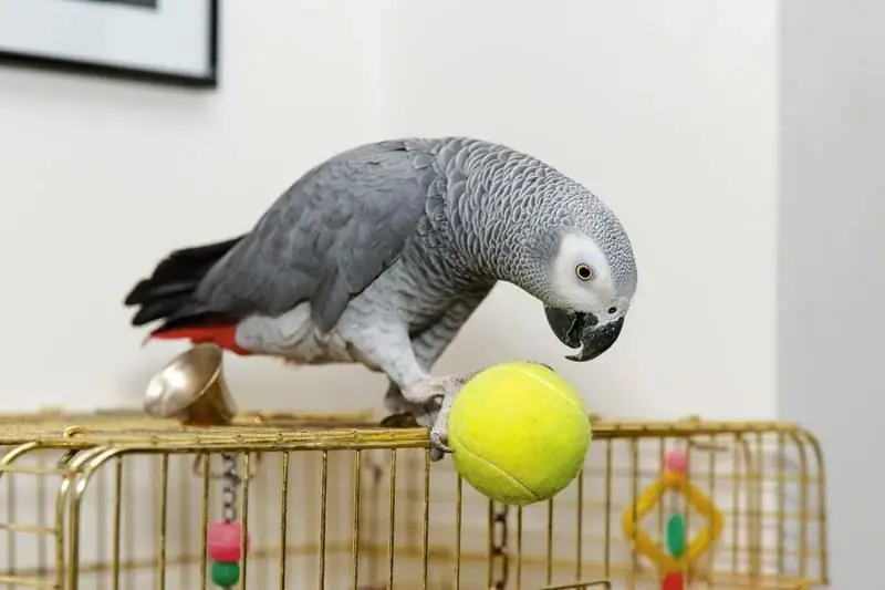 Parrot Canta Una Cançó Infantil Sobre Antoshka: Divertit Vídeo