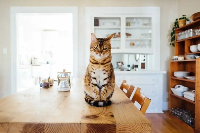 Kan Een Ongetrouwd Meisje Of Een Alleenstaande Vrouw Een Kat Krijgen?