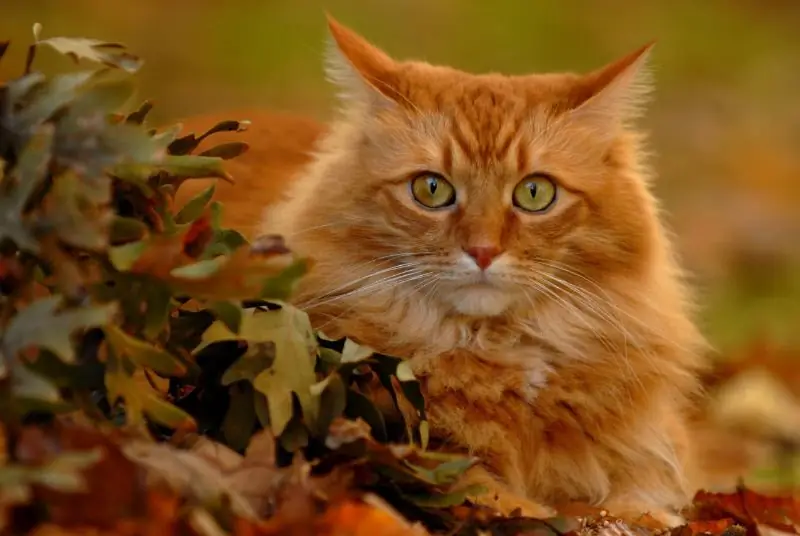 Kattfarger Som Gir Lykke Og Lykke Til