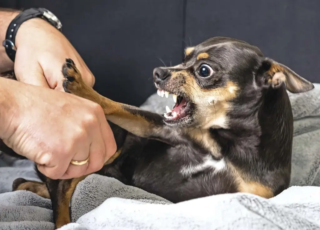 Why The Dog Does Not Allow Himself To Be Stroked On The Head: Non-obvious Reasons