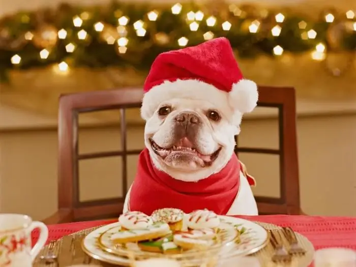 Quels Produits De La Table Du Nouvel An Sont Nocifs Pour Les Animaux