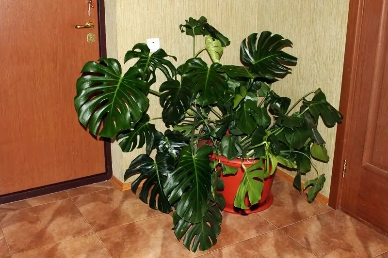 Shade-loving Indoor Plants