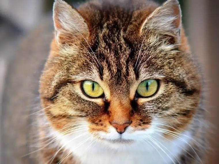 Vilka Saker Får En Katt Att Göra Dåliga Saker