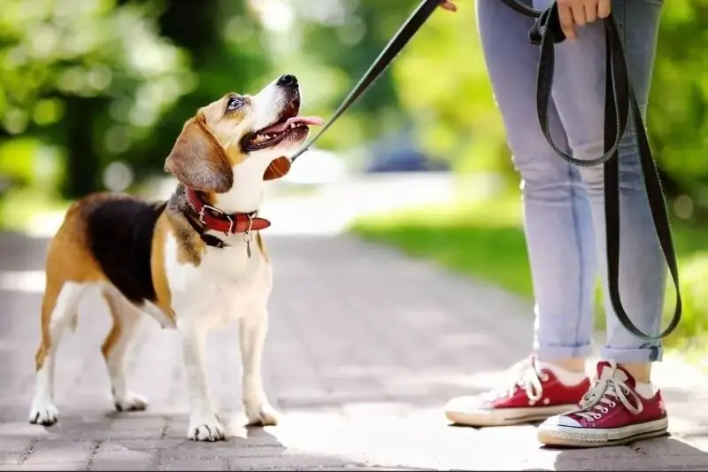 Welche Handlungen Des Besitzers Beleidigen Den Hund