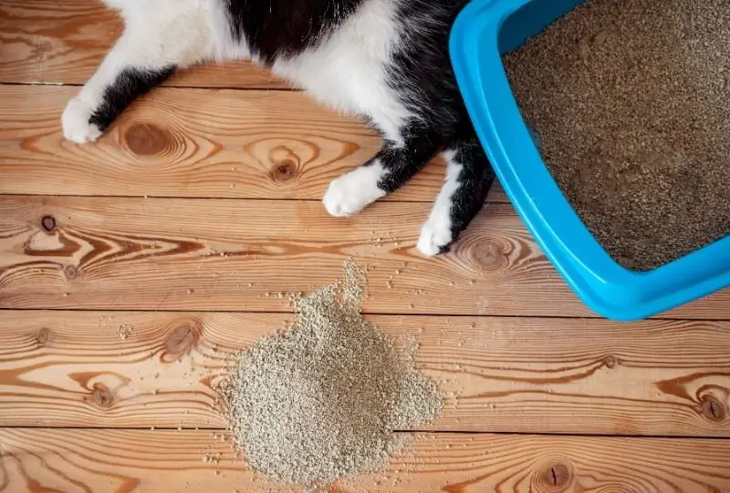 Iba Pang Mga Paraan Na Maaari Mong Gamitin Ang Cat Litter