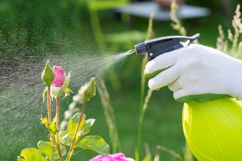 Come Risparmiare Denaro Coltivando Raccolti In Giardino