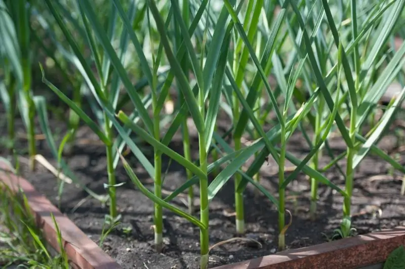 Plantas Que Cederán A La Sombra