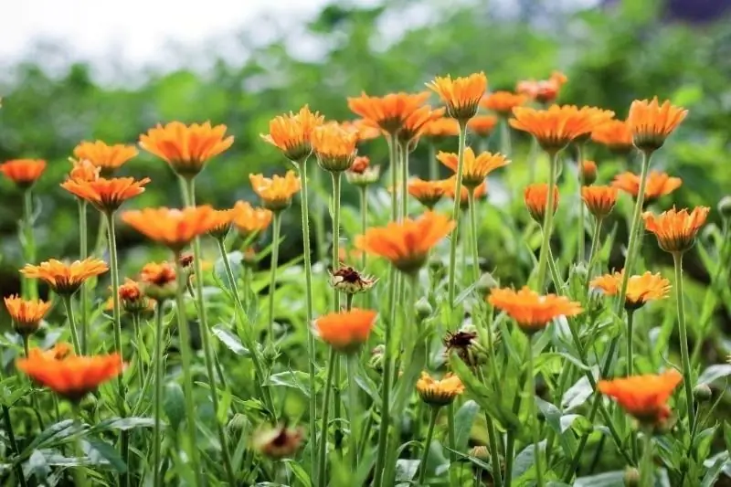 Fleurs Semées Directement Sur Le Parterre De Fleurs