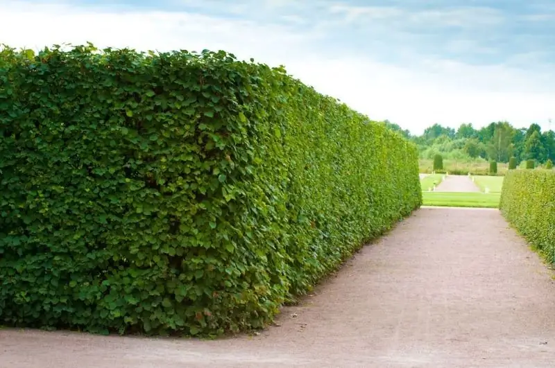 Plants For Strict Hedges