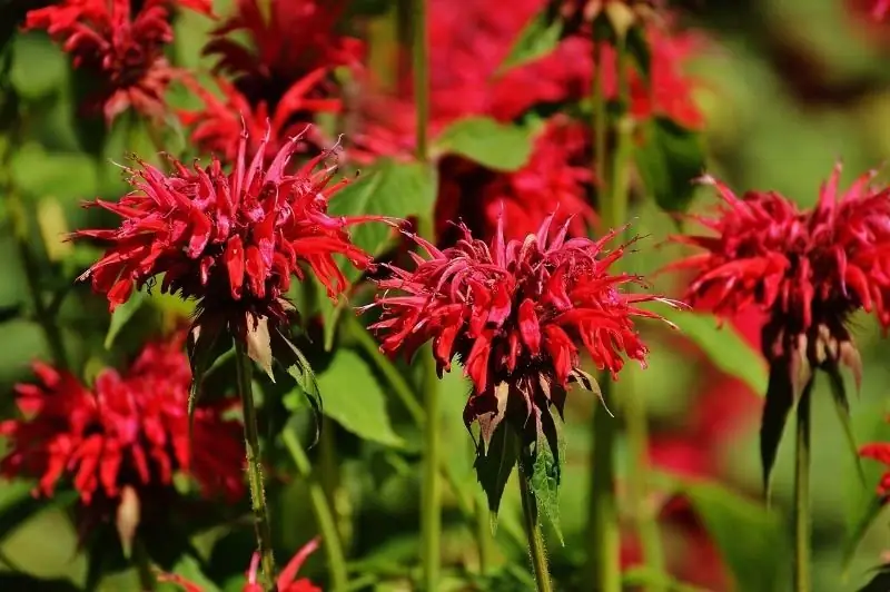 Welke Rode Bloemen Kunnen Er In De Tuin Geplant Worden