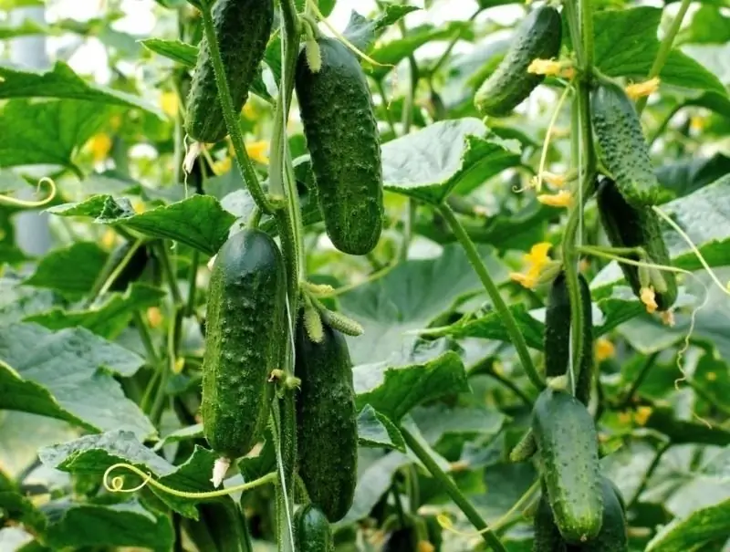 What Varieties Of Cucumbers Can Be Sown In July